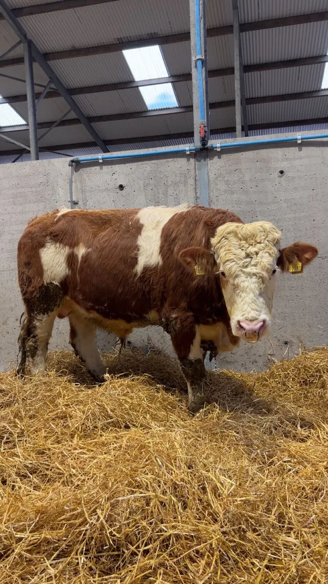 Pedigree Registered Fleckvieh Bulls - Image 1