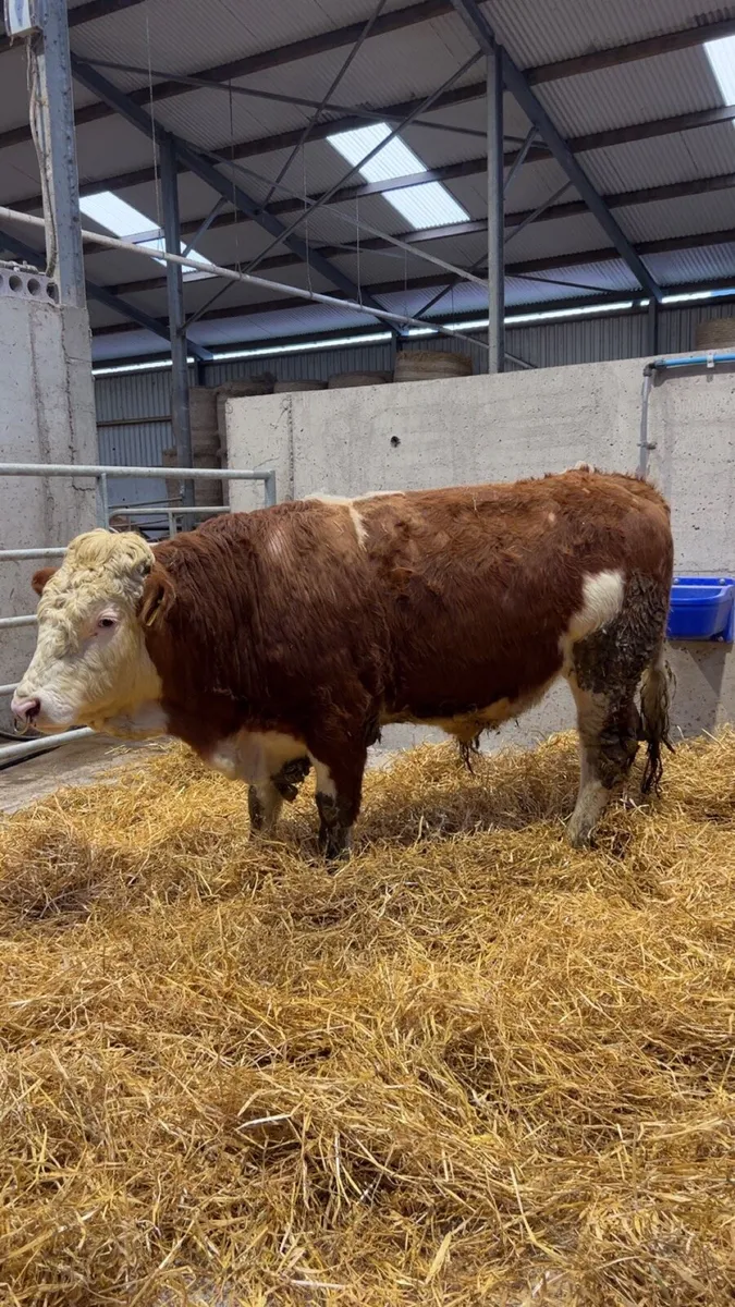 Pedigree Registered Fleckvieh Bulls - Image 2