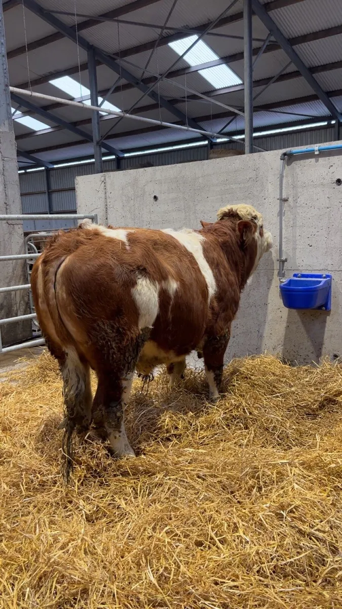 Pedigree Registered Fleckvieh Bulls - Image 3