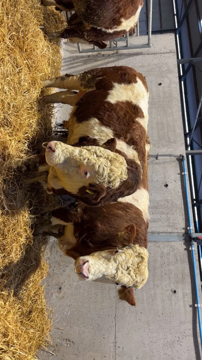 Pedigree Registered Fleckvieh Bulls - Image 4