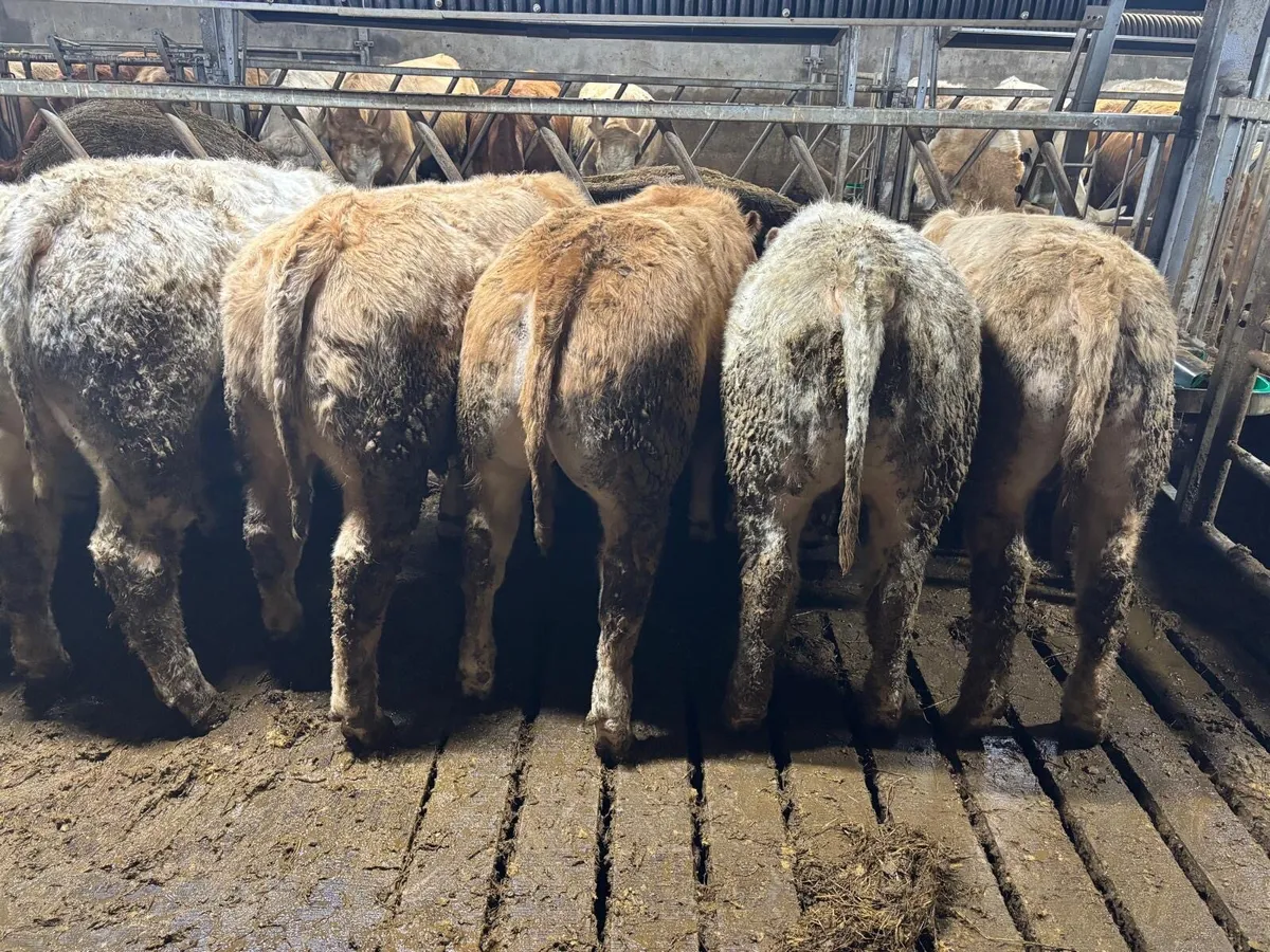 Special Weanling Sale - Tuam Mart 16th Feb - Image 1