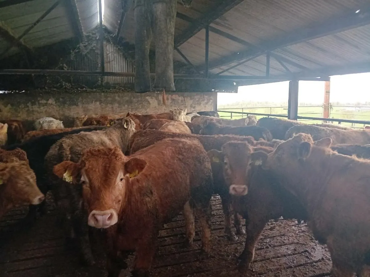 💥Top weanling bulls💥 - Image 2