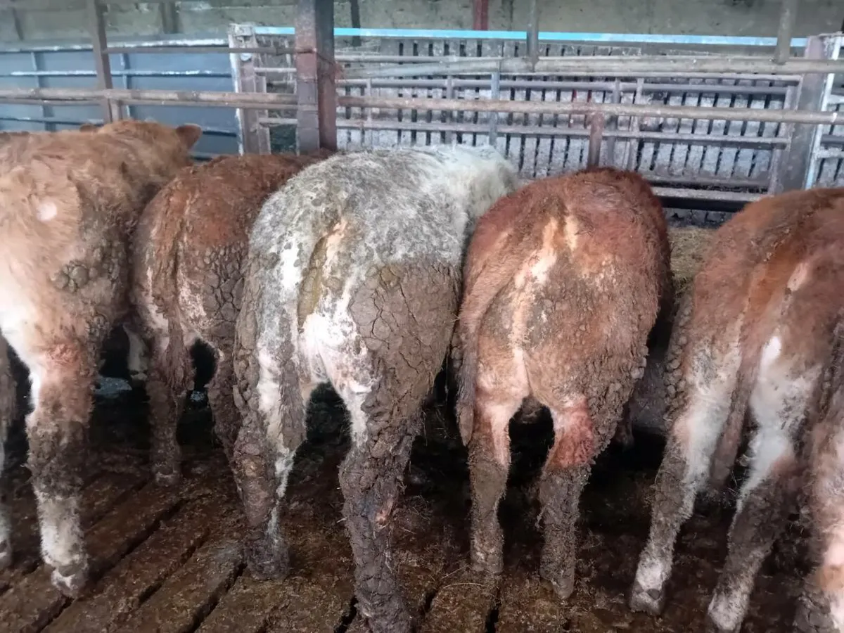 💥Top weanling bulls💥 - Image 4