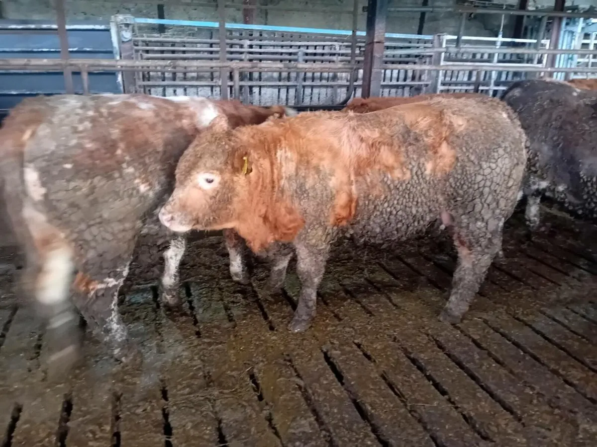 💥Top weanling bulls💥 - Image 1