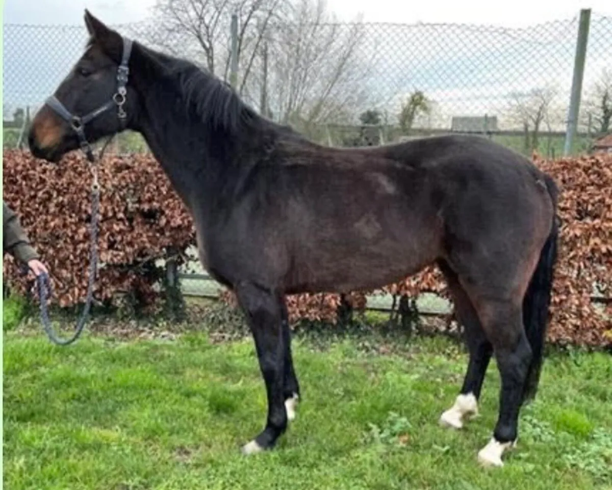 Etoulon VDL Broodmare/Light hack - Image 1