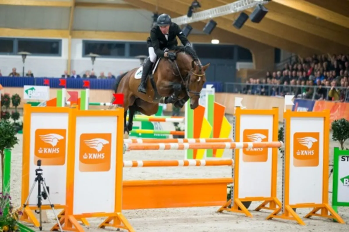 Etoulon VDL Broodmare/Light hack - Image 3