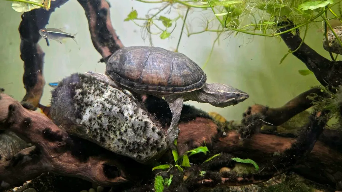 Musk Turtles - Image 1
