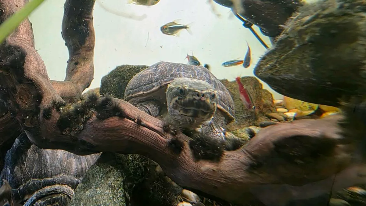 Musk Turtles - Image 2