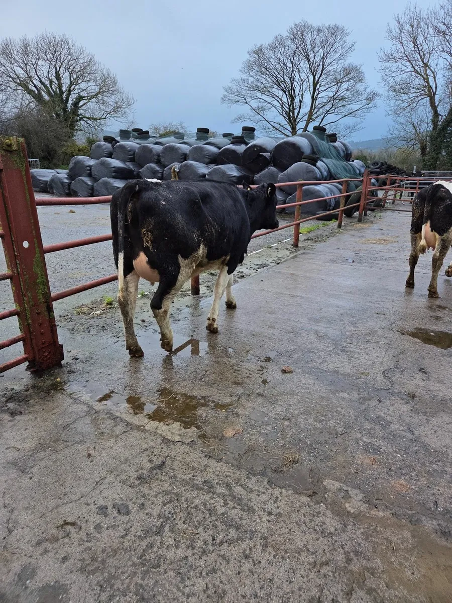 Freshly calved Holstein Friesian heifers - Image 2