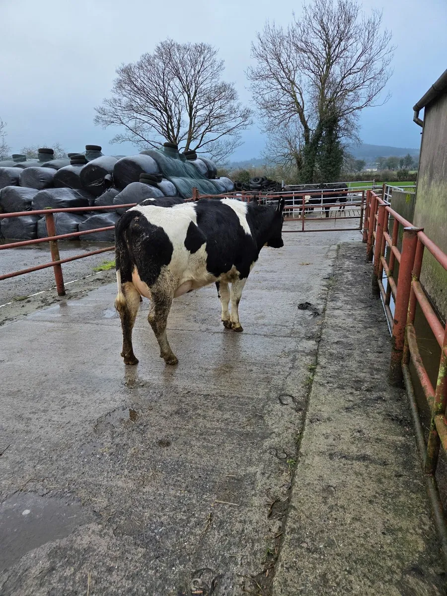 Freshly calved Holstein Friesian heifers - Image 4