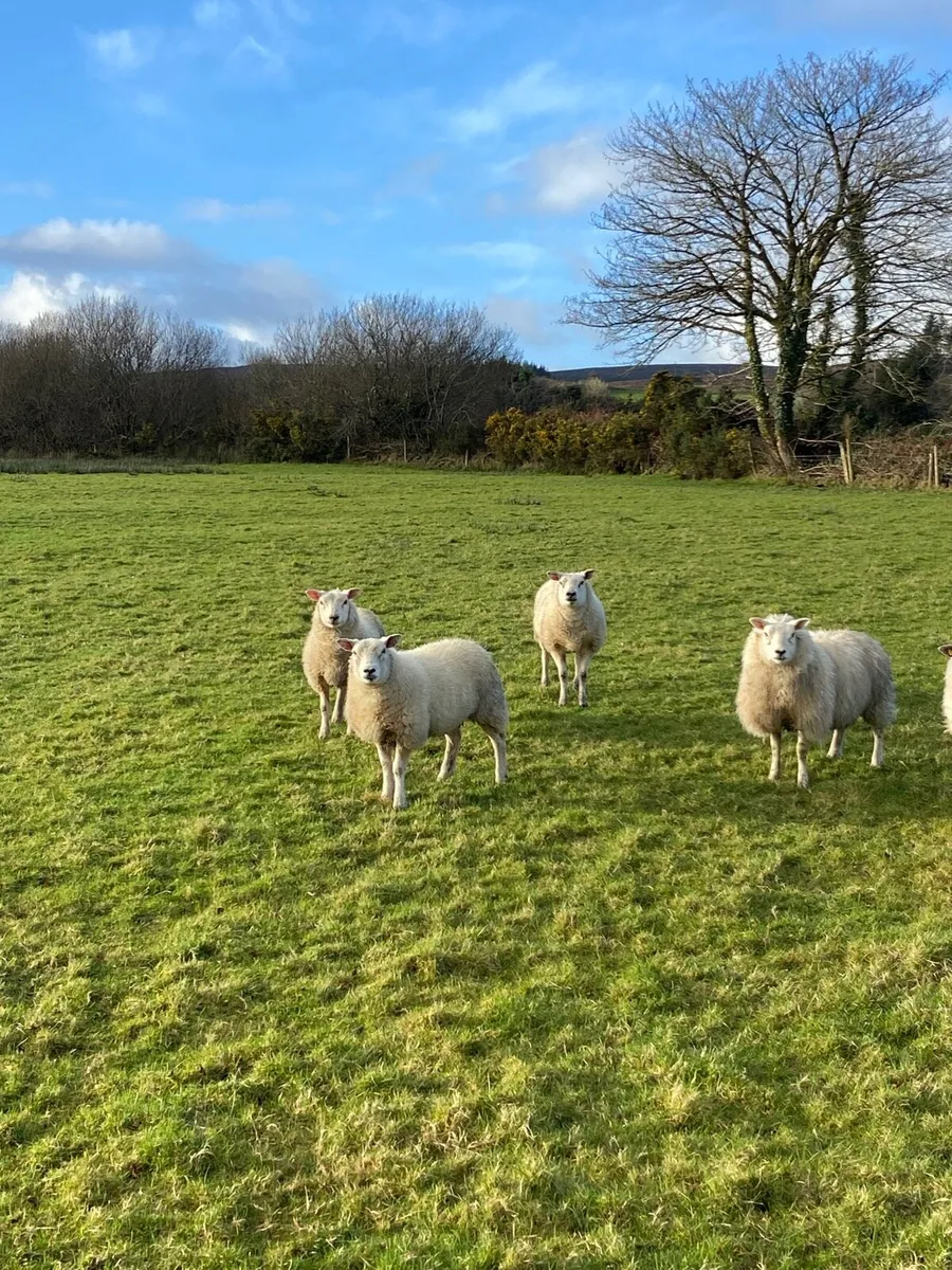 Ewe lambs - Image 2