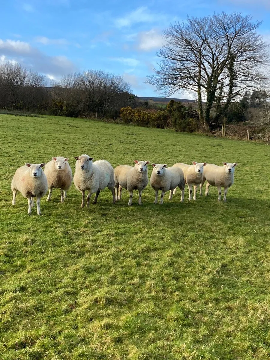 Ewe lambs - Image 1