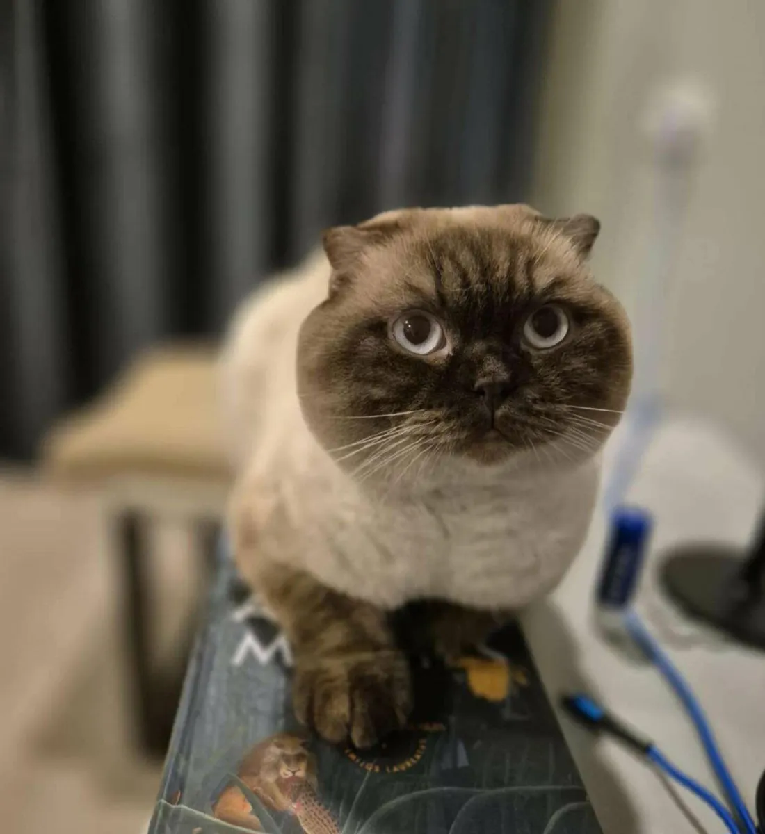 Scottish fold - Image 1