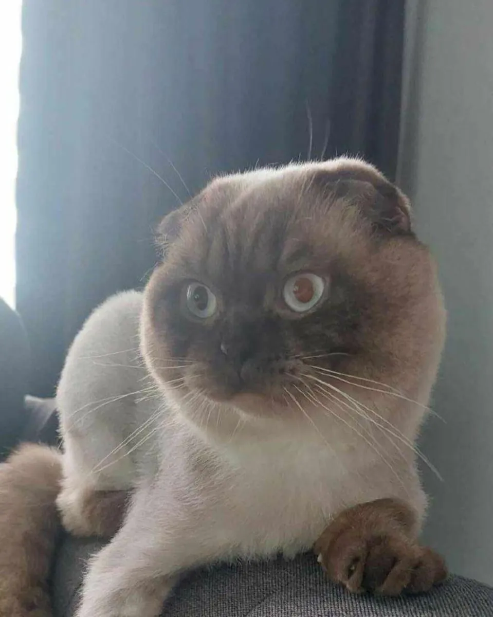 Scottish fold - Image 3