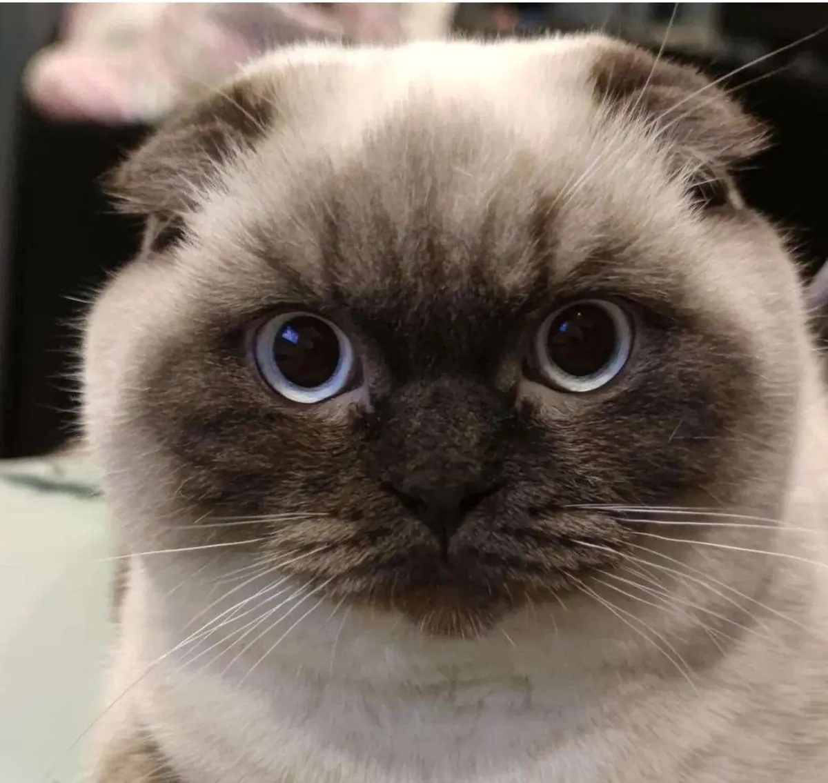 Scottish fold - Image 2