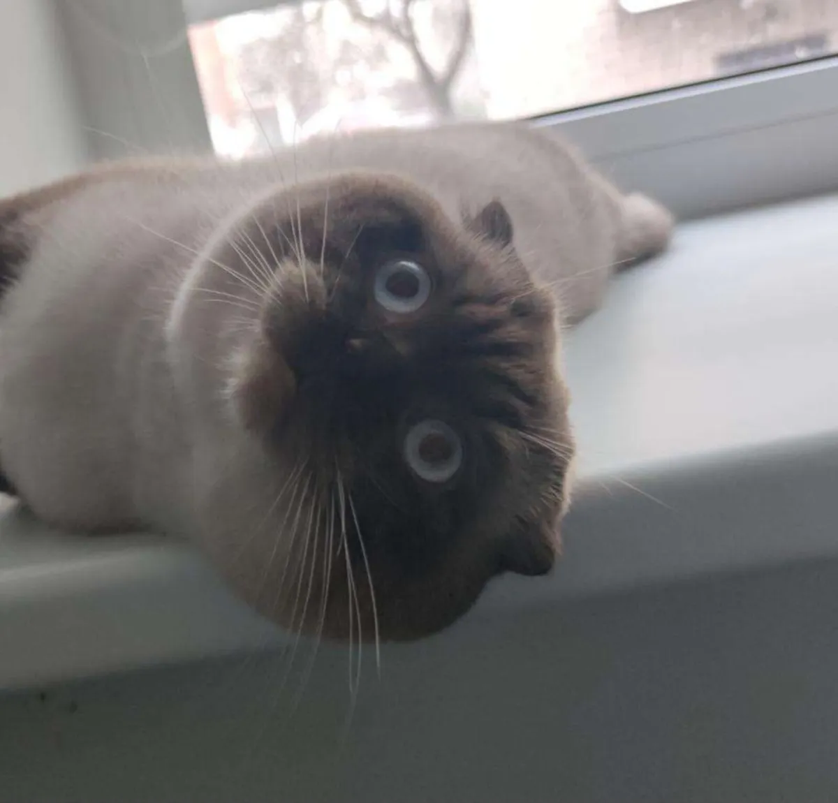 Scottish fold - Image 4