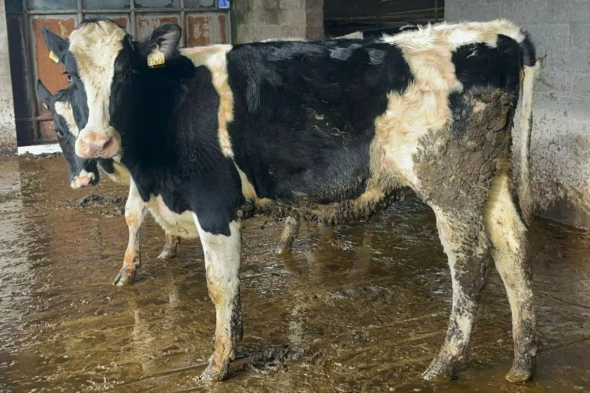 12 Pedigree Bulling Heifers – IRL - Image 1