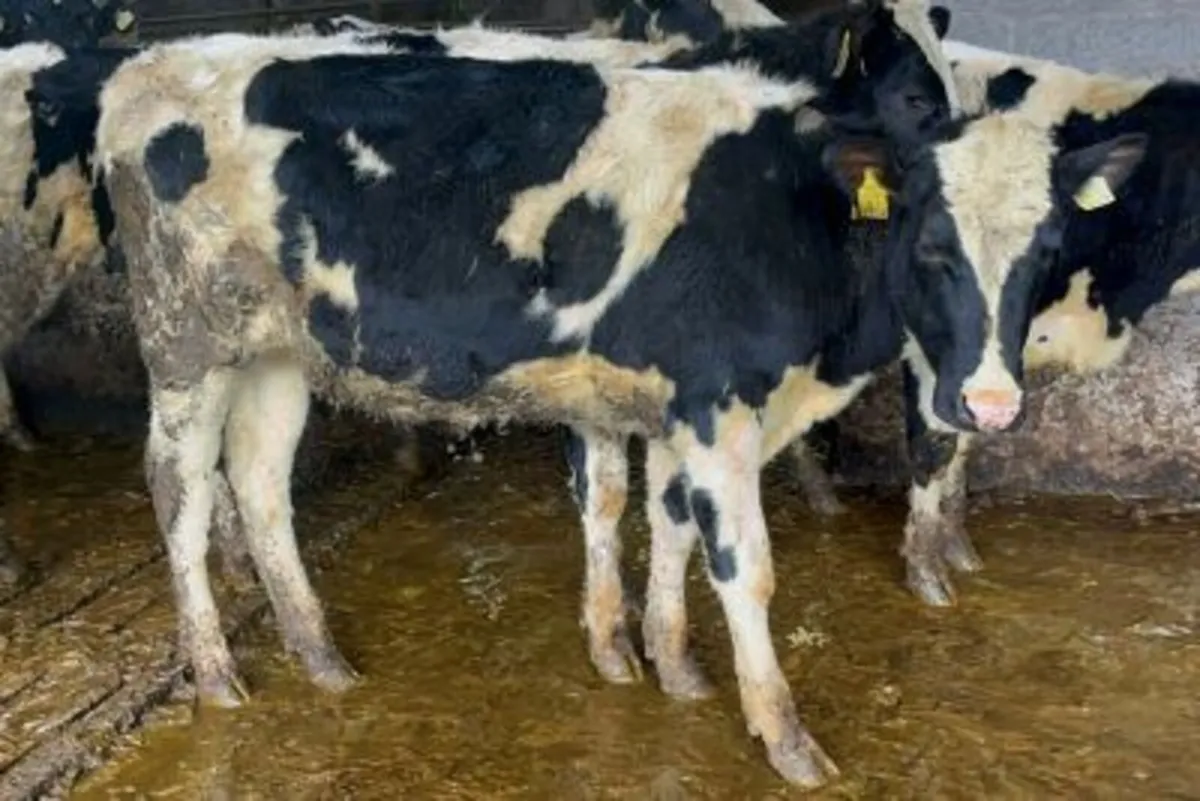 12 Pedigree Bulling Heifers – IRL - Image 2