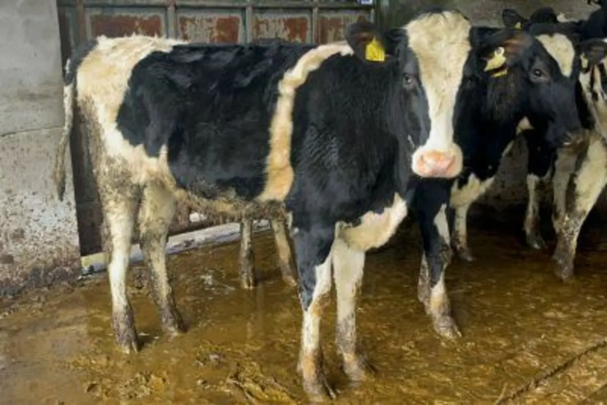 12 Pedigree Bulling Heifers – IRL - Image 3