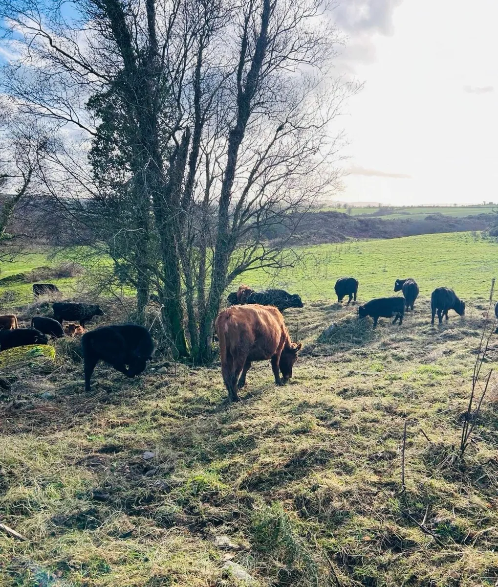 Selling Dexter Heifers - Organic - Image 4