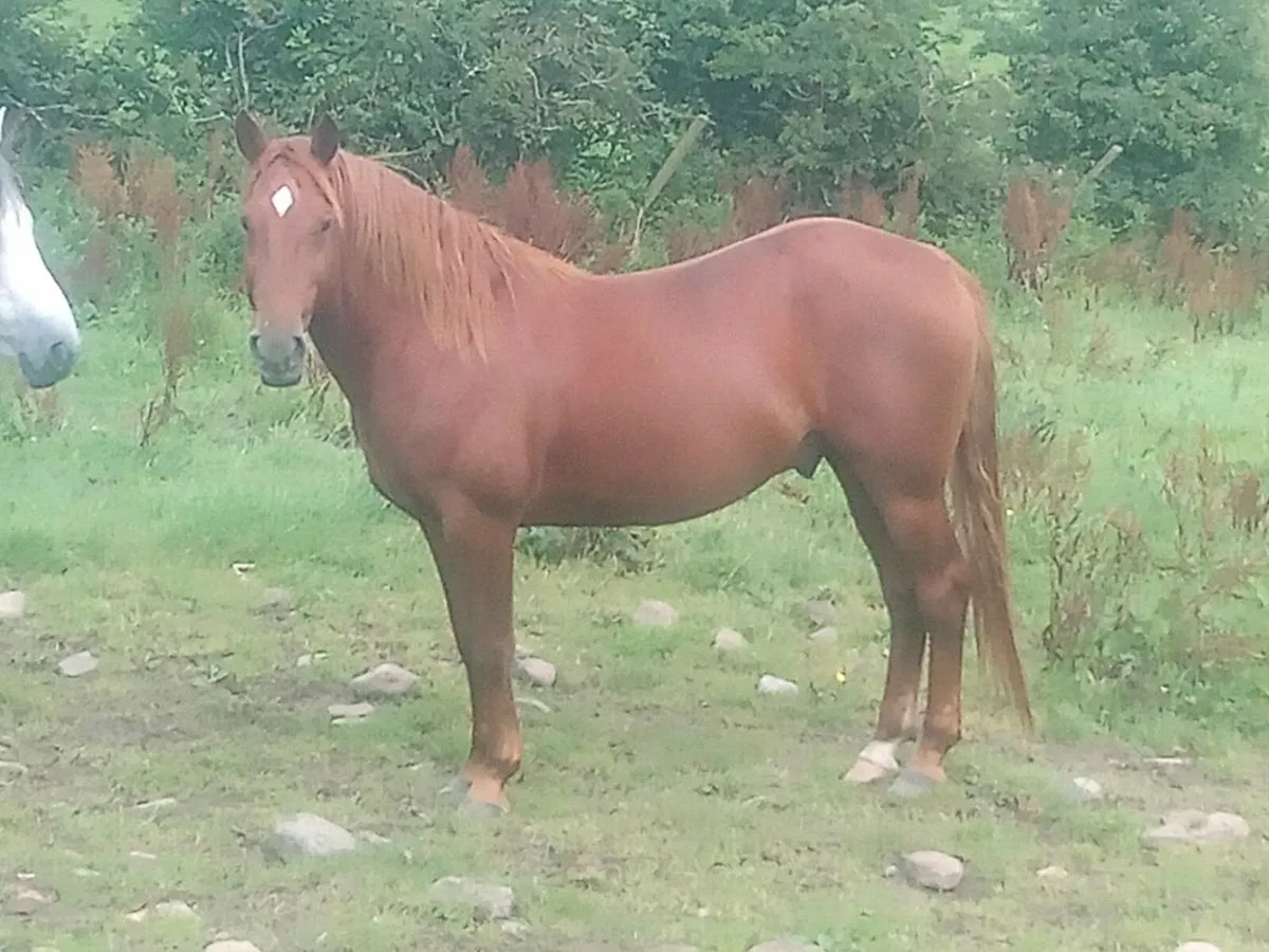 Connemara cross - Image 2