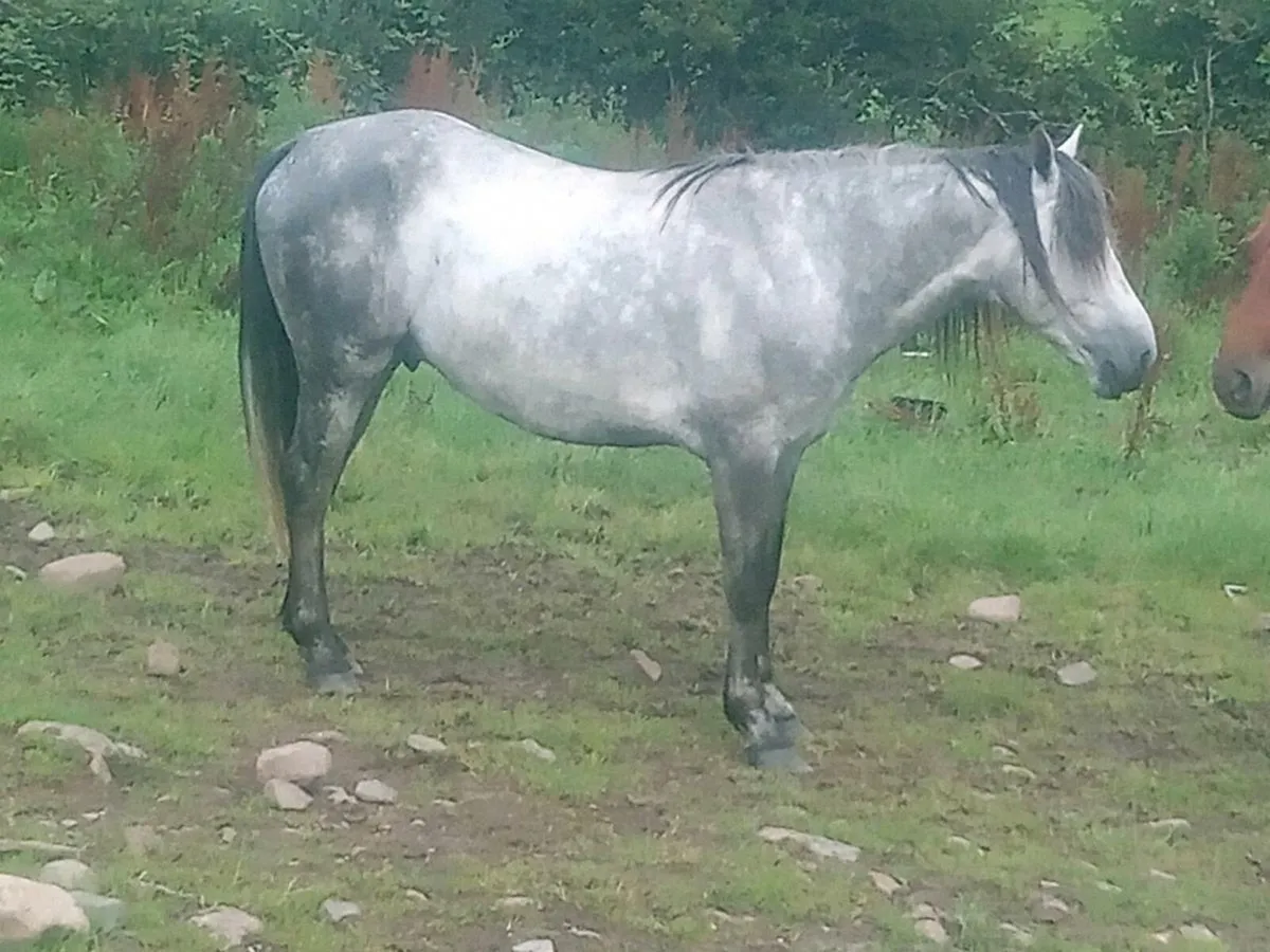 Connemara cross - Image 4