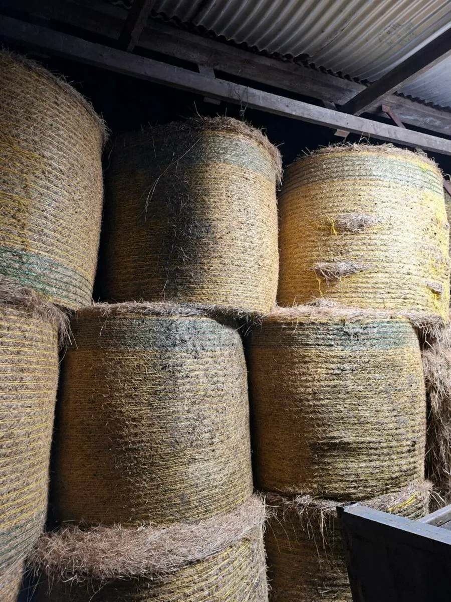 Round bales of hay - Image 2