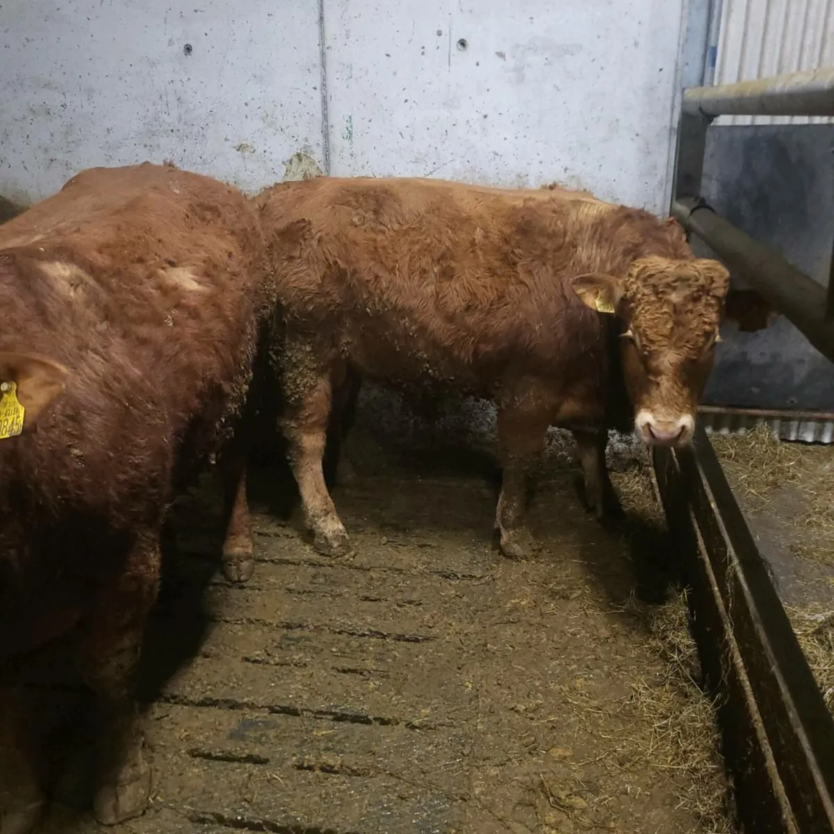 Limousin bulls 4/5 star - Image 2