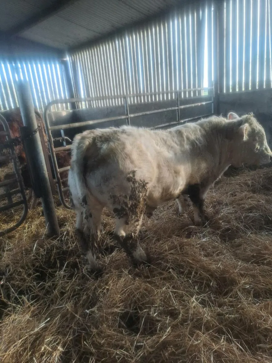 Pedigree registered charolais bull - Image 1