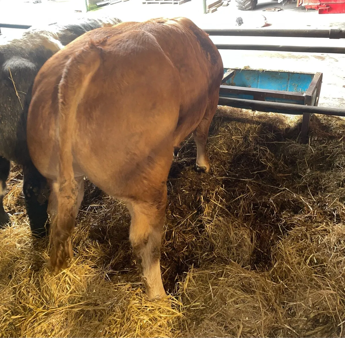 Limousin Bull ( Pedigree Registered) - Image 3