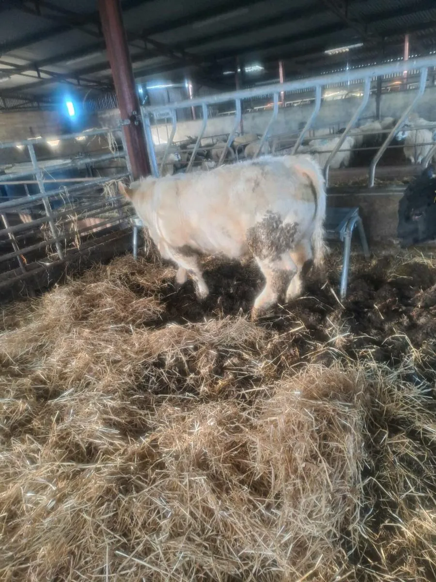 Pedigree registered charolais bull - Image 2