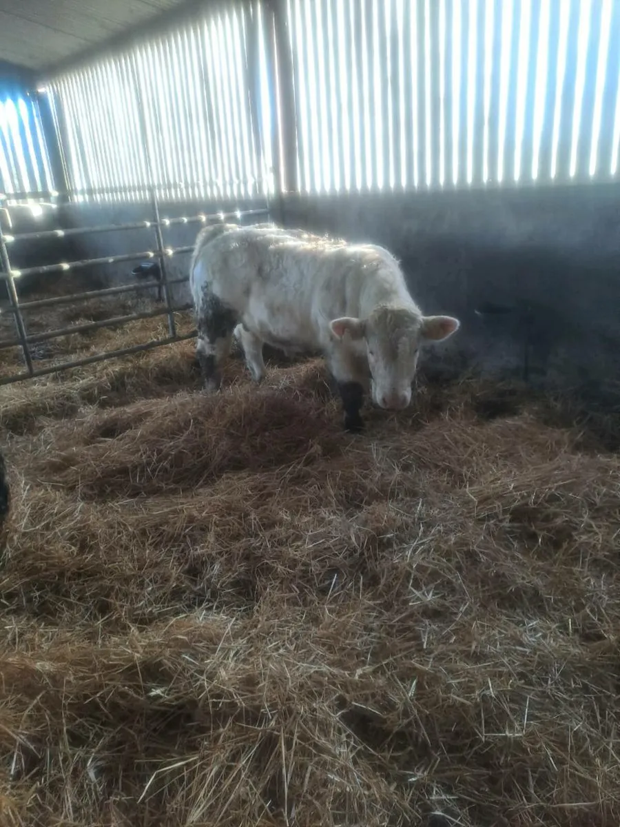 Pedigree registered charolais bull - Image 3