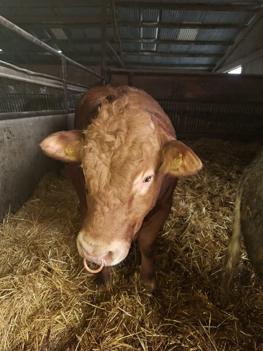 Limousin Bull ( Pedigree Registered) - Image 2