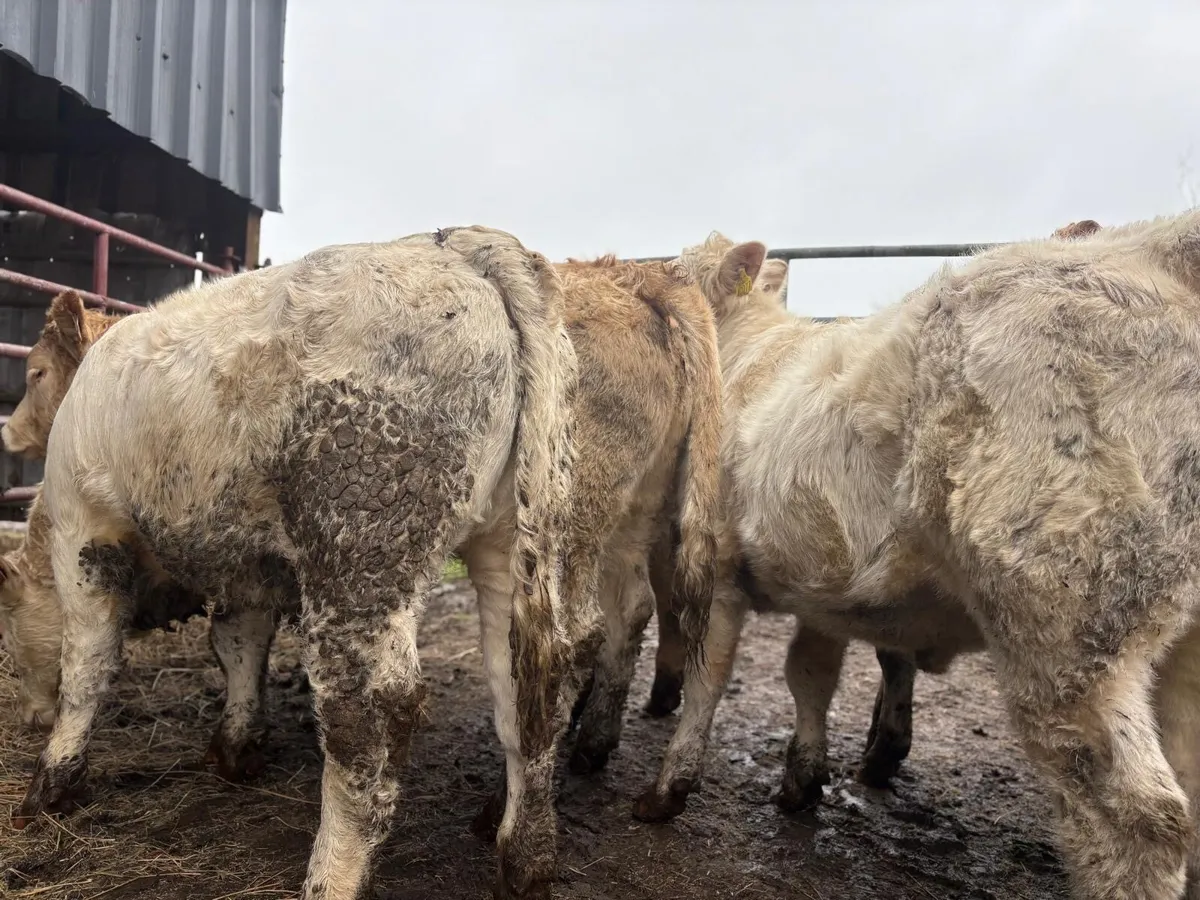 Charolais Heifers - Image 3