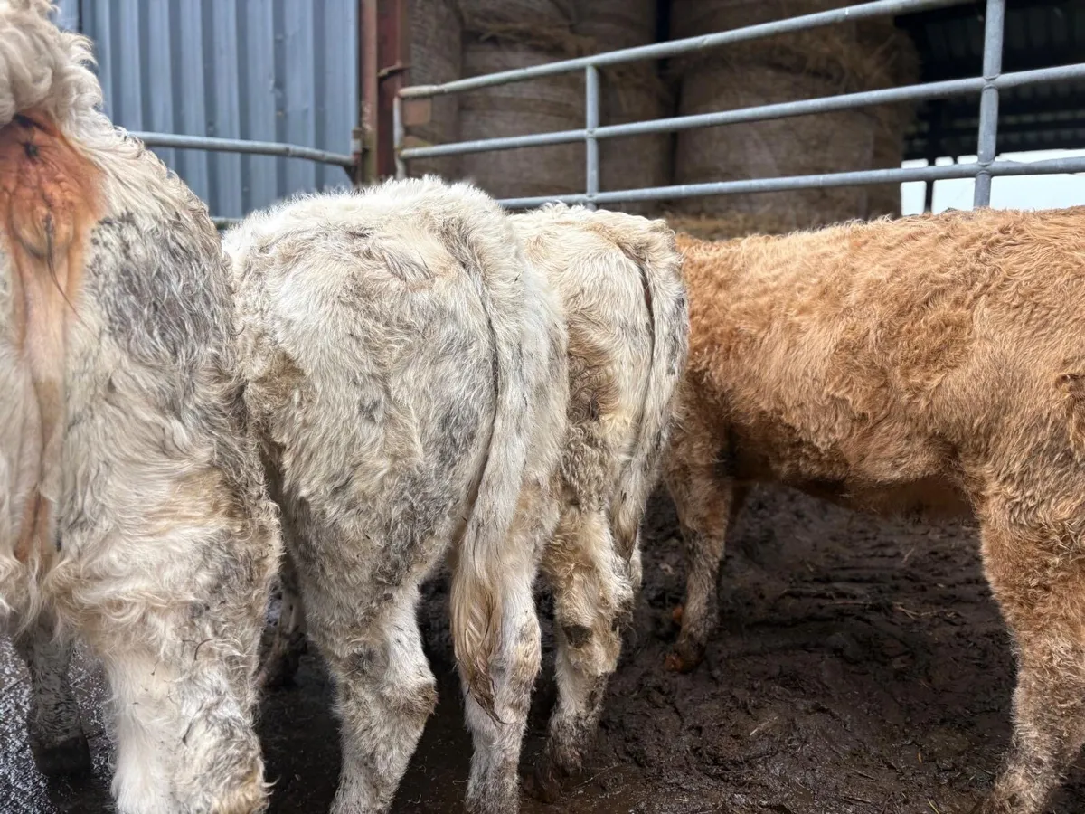 Charolais Heifers - Image 2