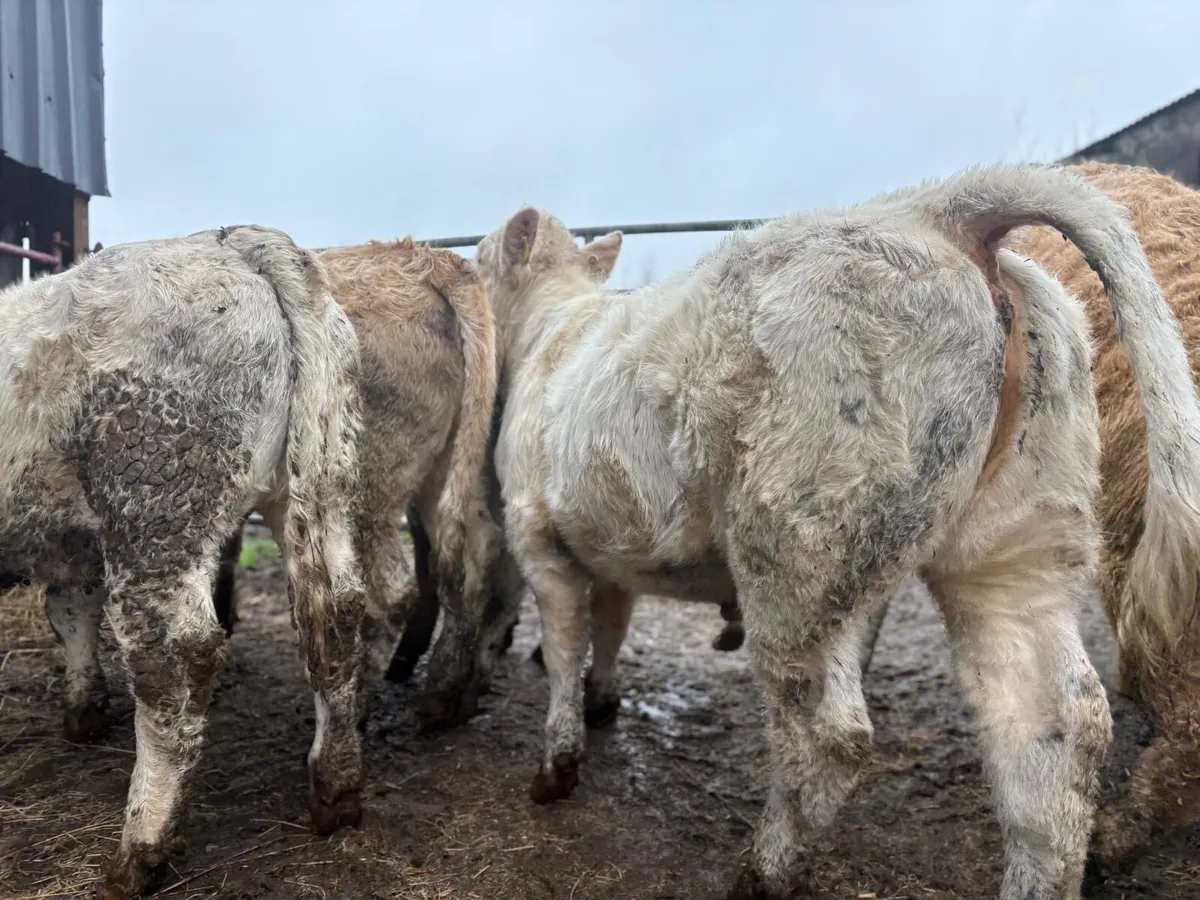 Charolais Heifers - Image 1