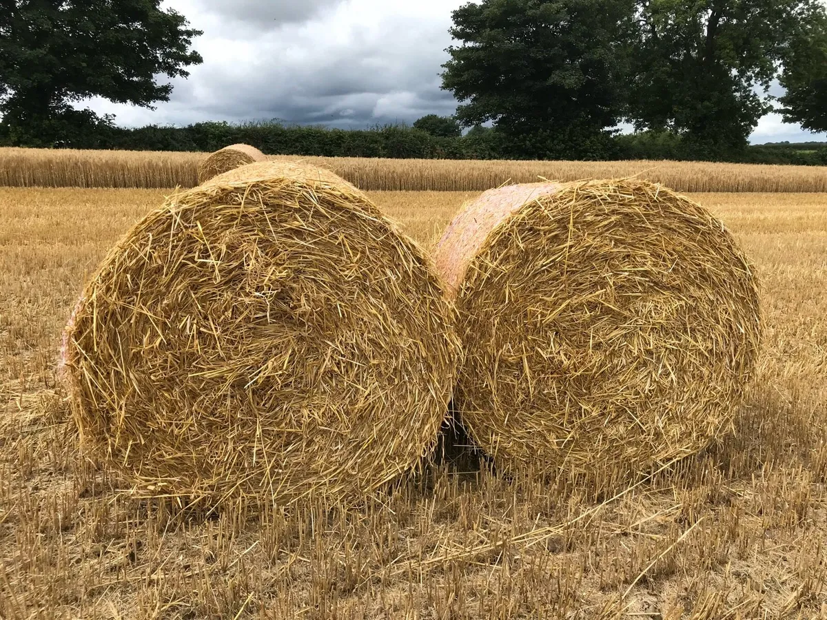 Hay haylage wheat straw - Image 3