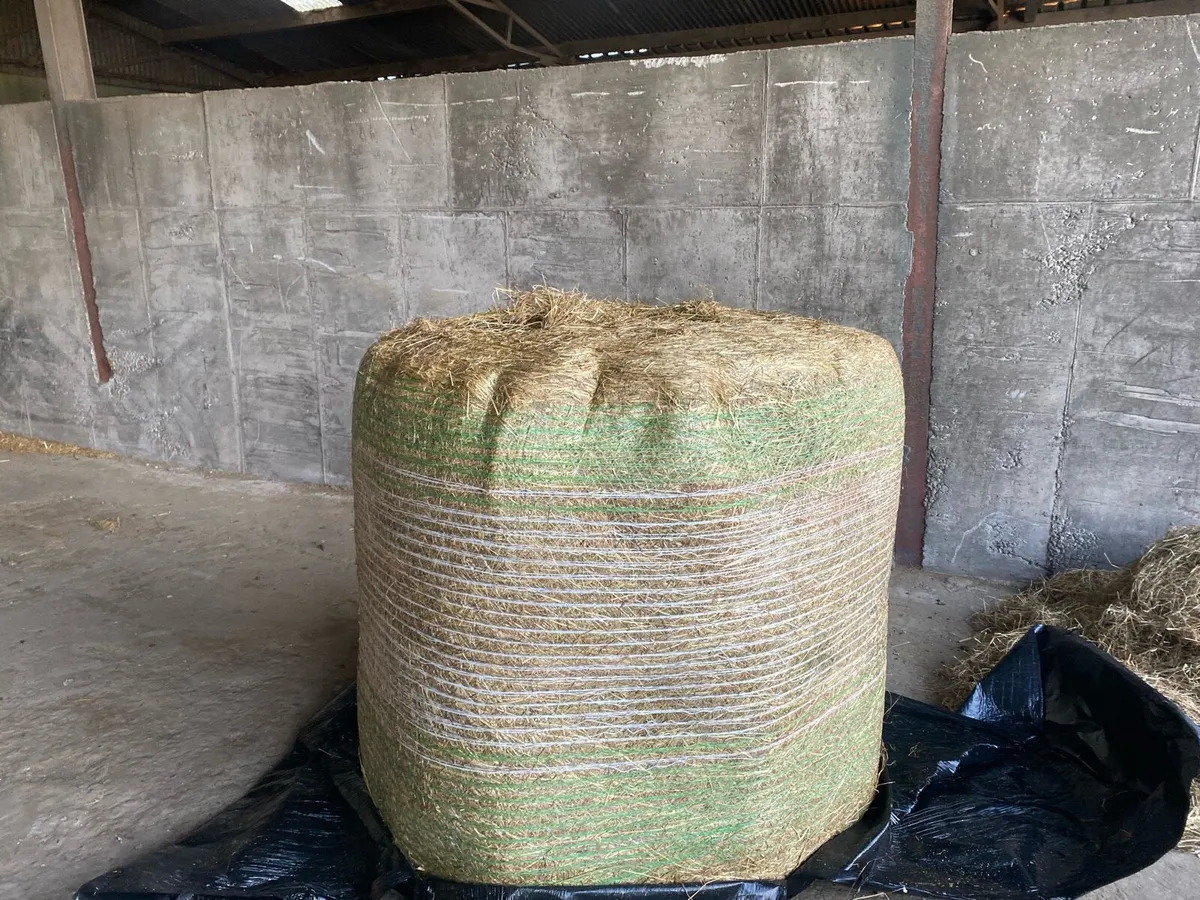 Hay haylage wheat straw - Image 1