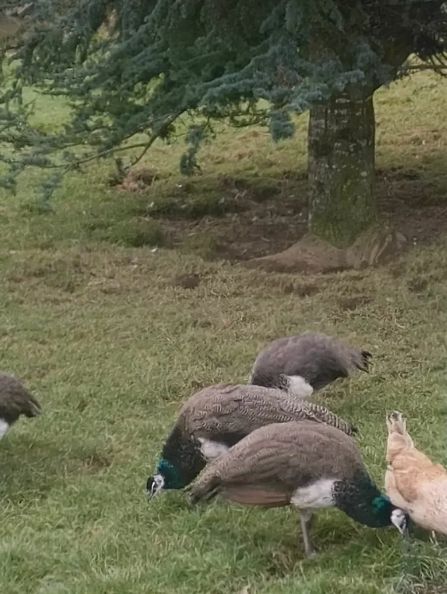 Unrelated peafowl pair and 2 peacocks for sale - Image 2