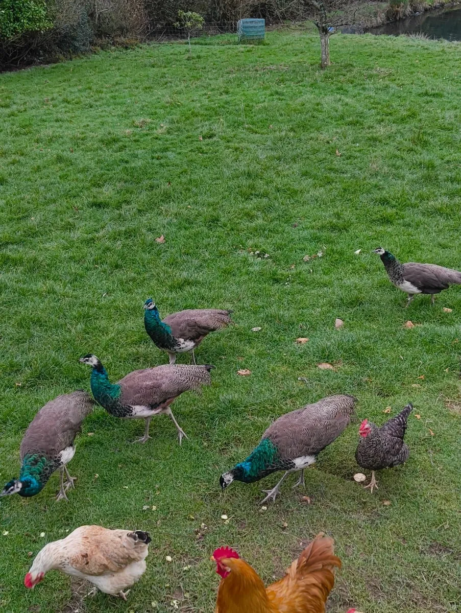 Unrelated peafowl pair and 2 peacocks for sale - Image 1