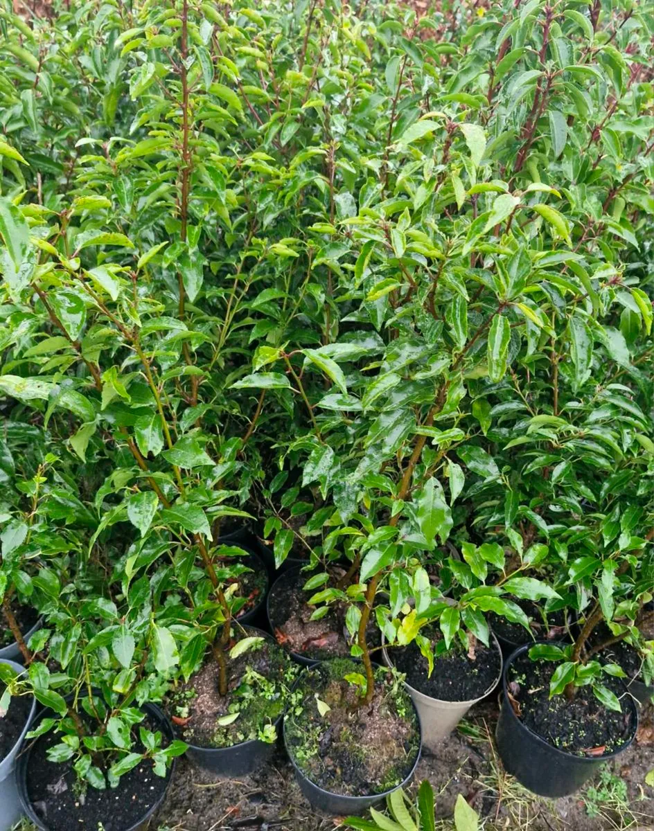 Large potted portaguese laurels for sale