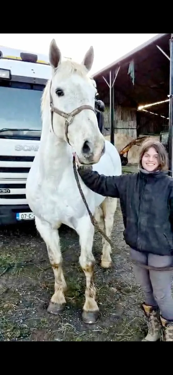 Irish Draught Hunter by Baltydaniel Silver Fox - Image 2