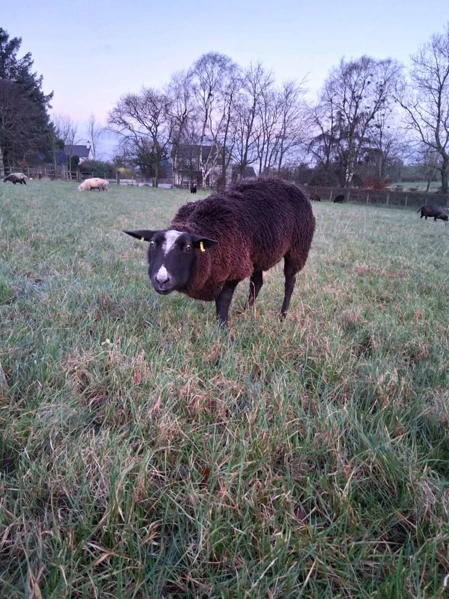 IN LAMB EWES - Image 4