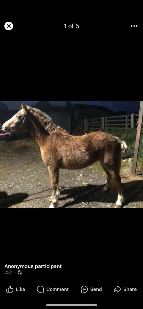 12hand Welsh section A cross pony for sale - Image 1