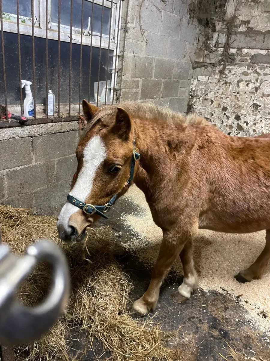 12hand Welsh section A cross pony for sale - Image 2