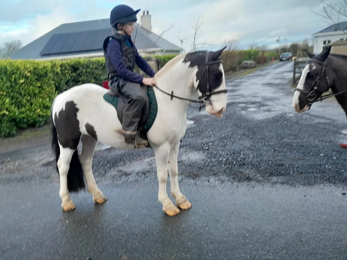 12'2 Gelding - Image 1