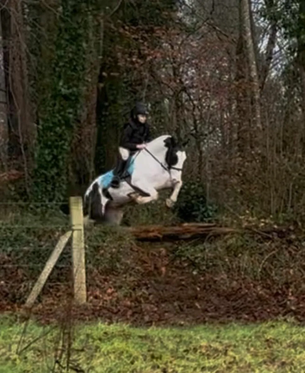 12'2 Gelding - Image 4