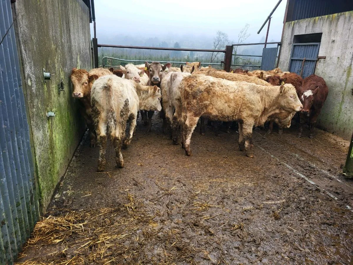 22 heifers - Image 3