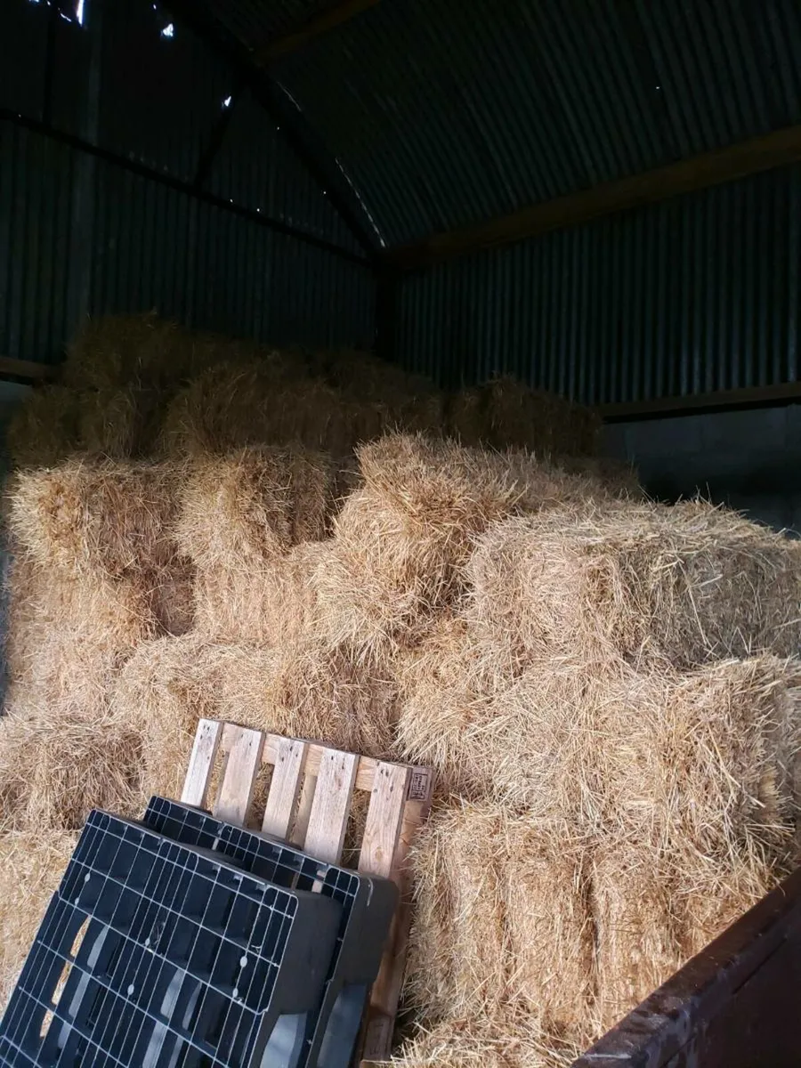 Small Square Bales Hay - Image 1