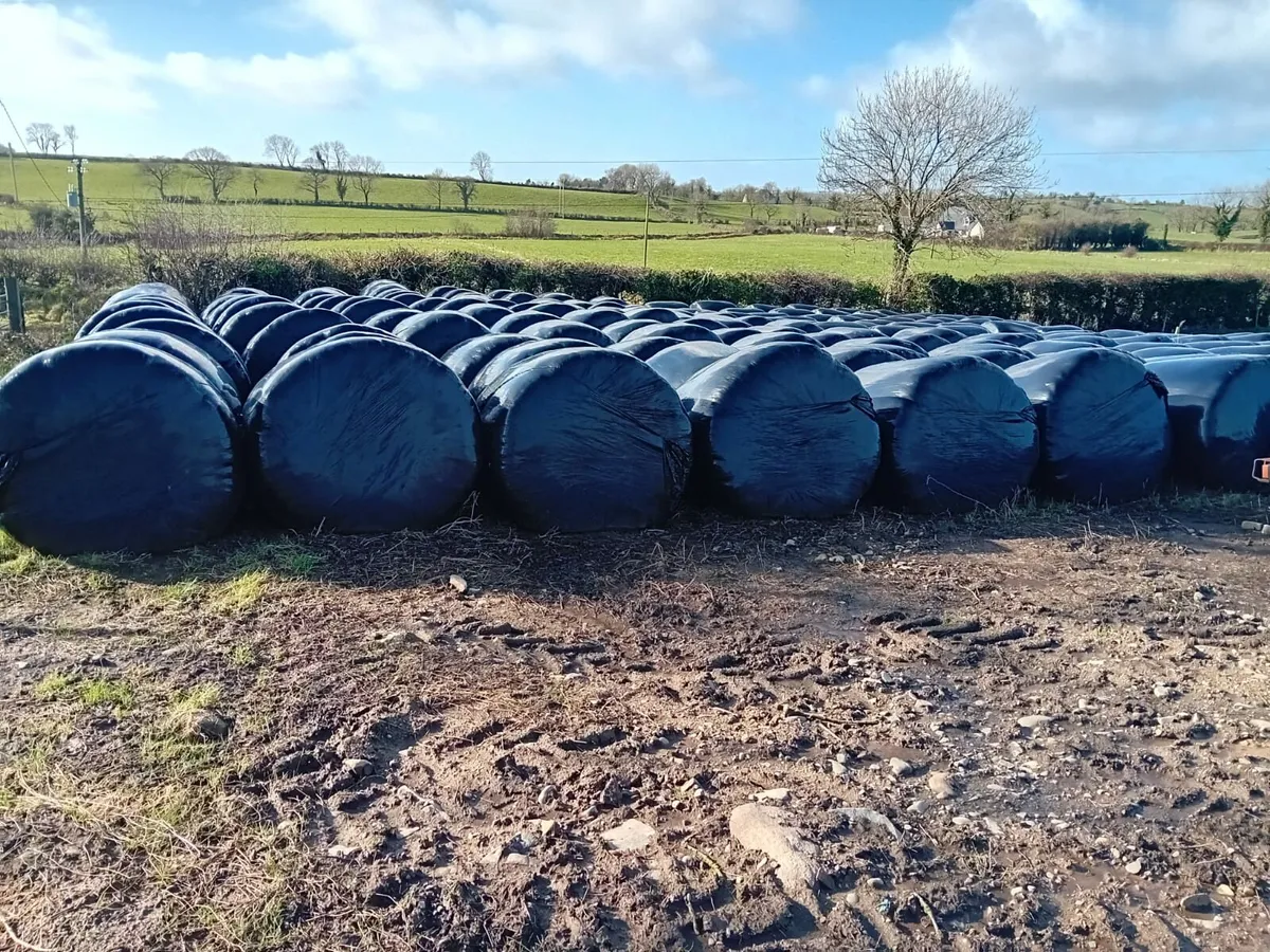 Silage For Sale